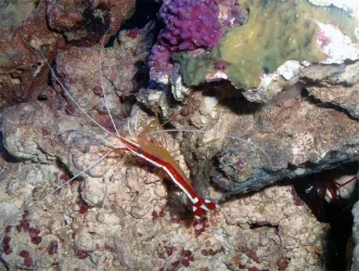 shrimp.webp