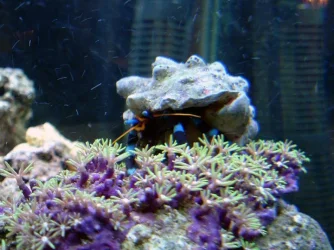 gspcrab.webp