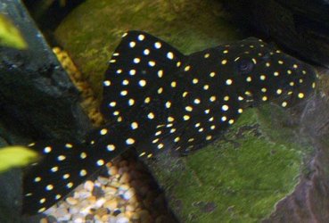 bigspotpleco2.jpg