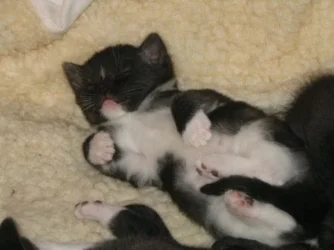 sammy.webp
