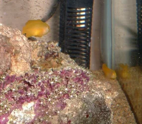 gobies.webp