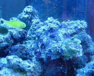 actinicgoby.webp