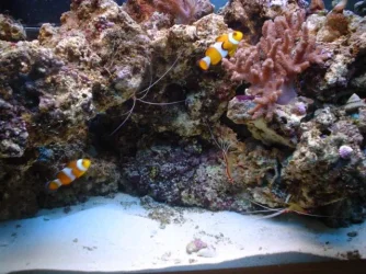 new_fish_pics__1_.webp
