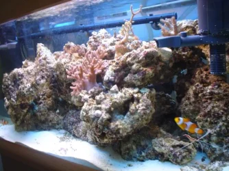 new_fish_pics__16_.webp