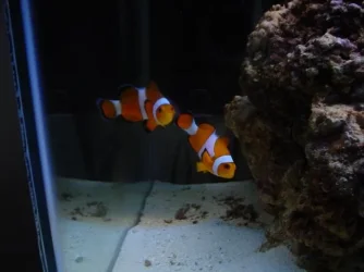 new_fish_pics__8_.webp