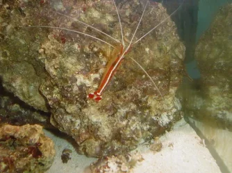 cleaner_shrimp.webp