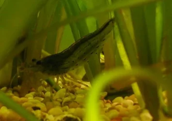 amano.webp