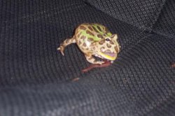 frog.JPG