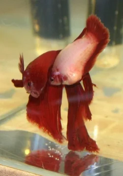 redpair2005.webp