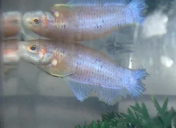 new_fish_001.webp