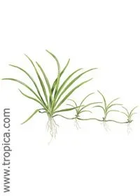 varenr067B.webp