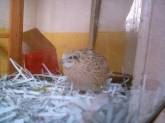 quail1.jpg