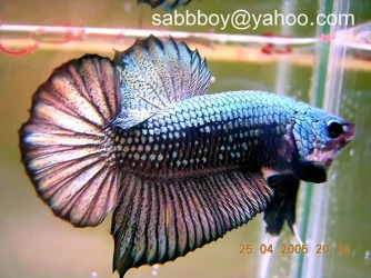 fwbettaswt1115698262_2.webp