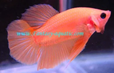 Orang_HMPK_small_copy.webp
