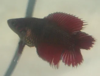 doubletail11.webp