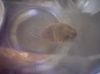 Shrew.webp