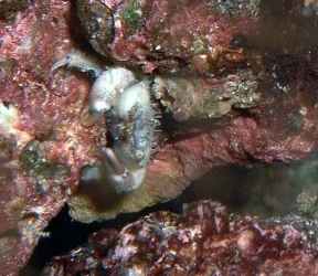 mystery_crab.webp