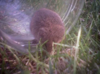 vole_getting_to_the_grass.webp