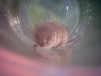 Vole_at_the_back_of_jar.webp