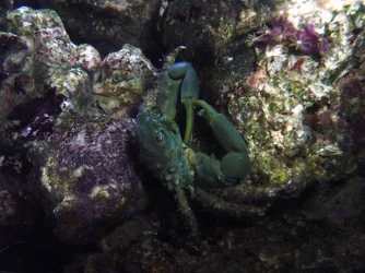 emerald_crab.webp