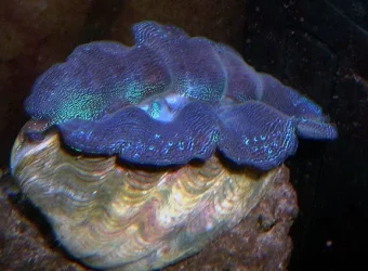 clam.webp