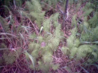 Grave_site.webp