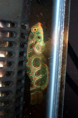 dragonet.jpg