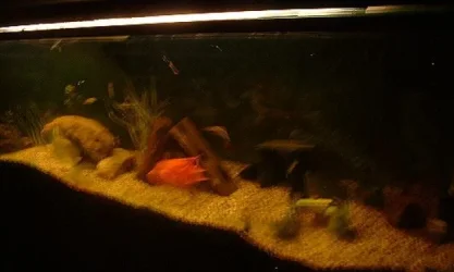 MyAquarium202.webp