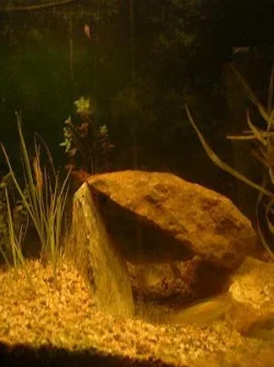 Fishtank.webp