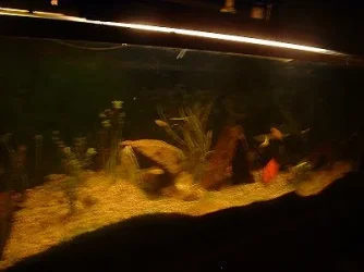 MyFishtank101.webp