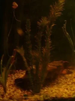 pLANTfISH.webp
