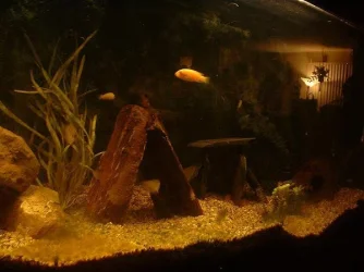 APPLEFISHTANK.webp