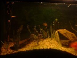 FishtankFishtank.JPG