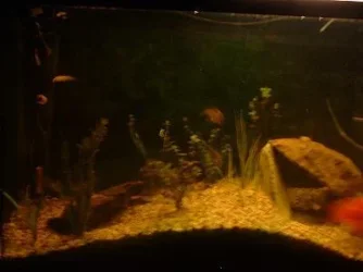 FishtankFishtank.webp
