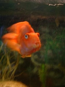 FishInthesea.JPG