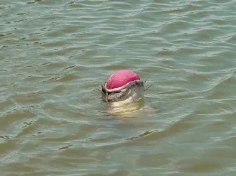 catfish1.webp
