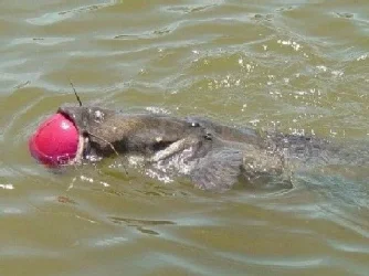 catfish2.webp