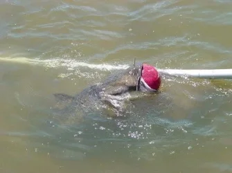 catfish3.webp