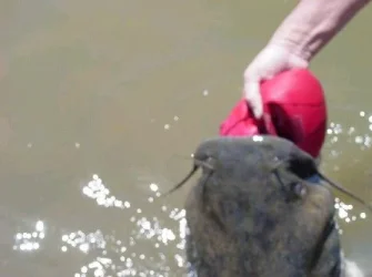 catfish4.webp