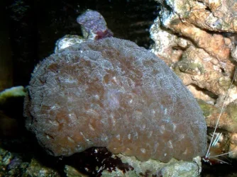 coral.webp