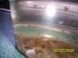 th_LesliesPictures153.webp