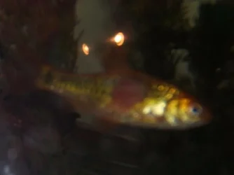 fish_016.webp