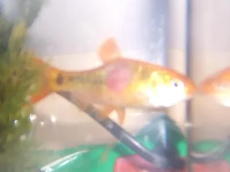 fish_018.webp