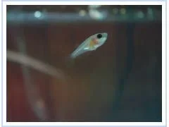 fry1.webp