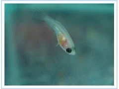 fry3.webp