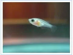 fry4.webp