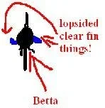 betta.webp