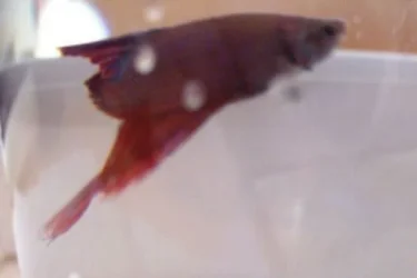 poorfish3.webp
