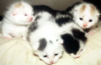 4_kittens.webp