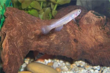 killifish_female_180405.webp